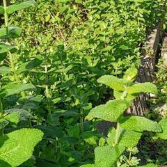 もふもふ　ミント🌿　貰ってください☺️