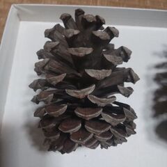 松ぼっくりの画像