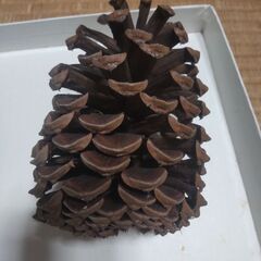 松ぼっくりの画像