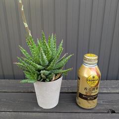 アロエ系多肉植物