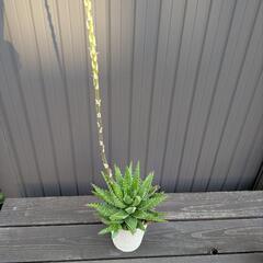 アロエ系多肉植物の画像