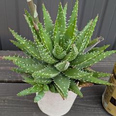 アロエ系多肉植物の画像