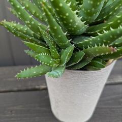アロエ系多肉植物の画像