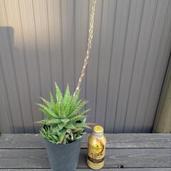 アロエ系多肉植物