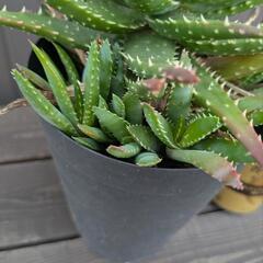 アロエ系多肉植物の画像