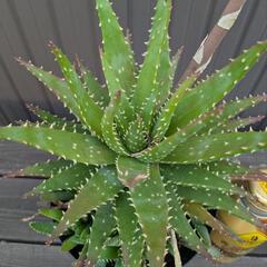 アロエ系多肉植物の画像
