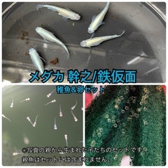 増量中‼︎ 幹之&鉄仮面メダカ 稚魚&卵 約40〜50匹(個)セット