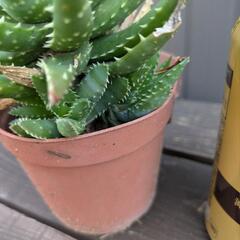 アロエ系多肉植物の画像