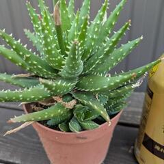 アロエ系多肉植物の画像