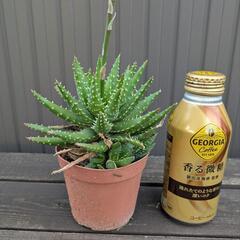アロエ系多肉植物の画像