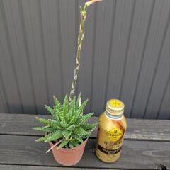 アロエ系多肉植物
