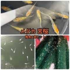 宮桜メダカ 稚魚&卵 約20~40匹(個)セット