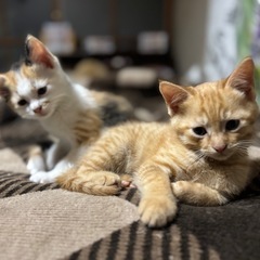 こねこの里親募集