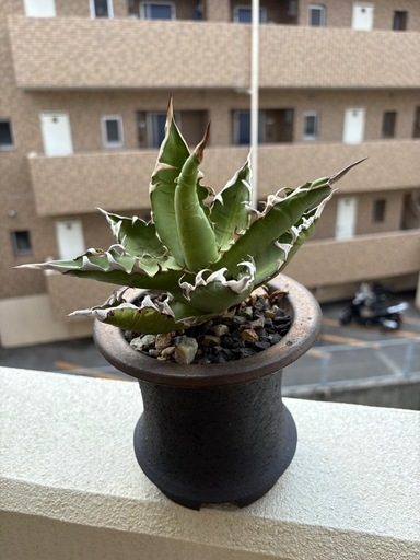 アガベ鉢付き