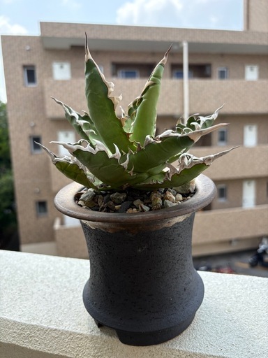アガベ鉢付き