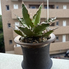 アガベ鉢付き