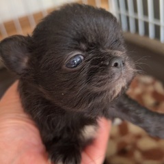 かわいいチワワ産まれています❣️