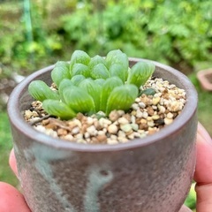 ハオルチア　多肉植物の画像