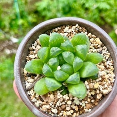 ハオルチア　多肉植物