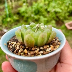 ハオルチア　多肉植物の画像