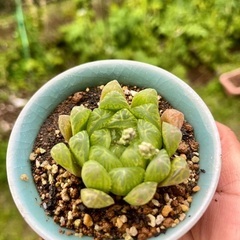 ハオルチア　多肉植物