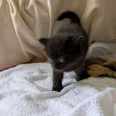 黒色、子猫3兄弟の里親募集です