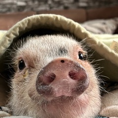 マイクロブタ 里親募集中です。