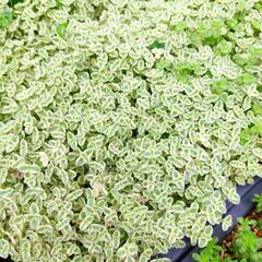 多肉植物　セダム　リトルミッシー 80カットセット【育成説明書付】
