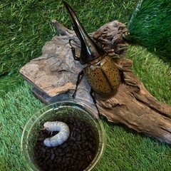 オオクワガタの画像