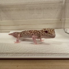 ヒョウモントカゲモドキ レオパ レオパードゲッコー