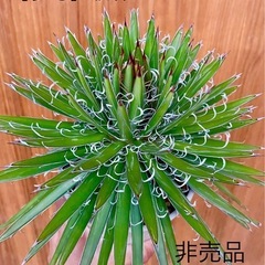 特価！アガベ子株！カッコいい！繊細な白いフィラメントが美しく絡み...