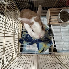 うさぎ