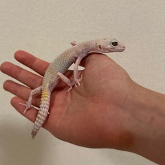ヒョウモントカゲモドキ レオパ