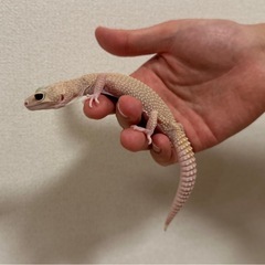 ヒョウモントカゲモドキ レオパ