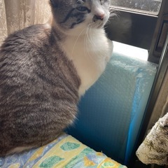 6才の雑種メスです