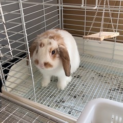 ロップイヤー　1歳　里親募集中