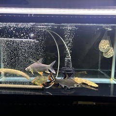 飼えなくなった、熱帯魚、古代魚、水槽、水槽台、水槽用品無償…