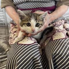 ★1ヵ月半くらいの子猫ちゃん(女の子)の里親募集です★