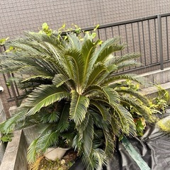 追記あり②  6/4 　18:30過ぎに引取り可能な方へ　...