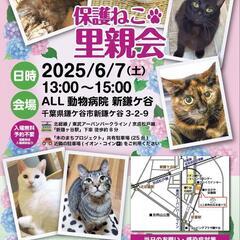 鎌ケ谷市 保護猫の譲渡会の画像