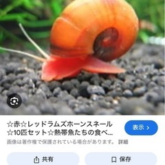 レッドラムズホーン　20匹　アクアリウム　②　巻貝　水槽　...
