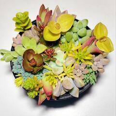 【このまま飾れる】多肉植物セダム　ミニミニ寄せ植えセットの画像