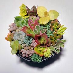 【このまま飾れる】多肉植物セダム　ミニミニ寄せ植えセットの画像