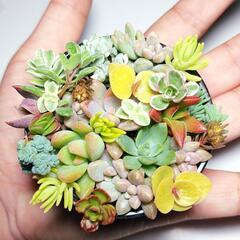 【このまま飾れる】多肉植物セダム　ミニミニ寄せ植えセットの画像