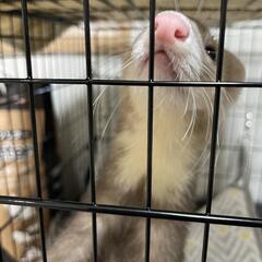 フェレット　里親募集