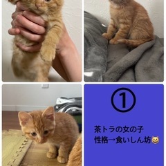 子猫里募集中