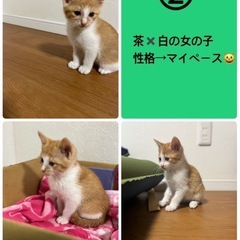 子猫親募集中