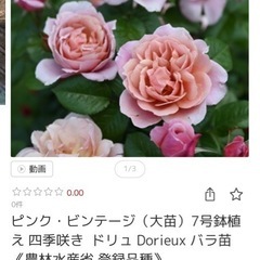 バラ ピンク・ビンテージ（大苗） の画像