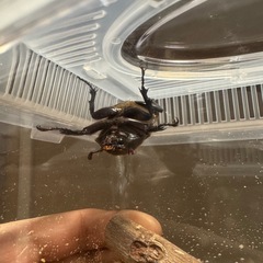 カブトムシ
