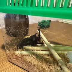あげます★★カブトムシ の画像